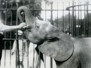 La joven elefanta pigmea africana Oojah recibiendo un premio, Zoológico de Londres, julio de 1925 de Frederick William Bond