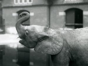 La joven elefante pigmea africana Oojah levantando su trompa en el Zoológico de Londres, agosto de 1925
