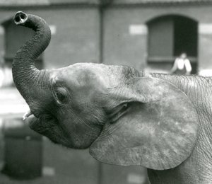 Joven elefante pigmeo africano Oojah levantando su trompa en el Zoológico de Londres, agosto de 1925