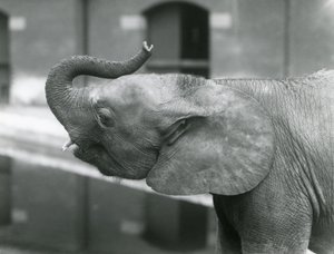 La joven elefanta pigmea africana Oojah levantando su trompa en el Zoológico de Londres, julio de 1925