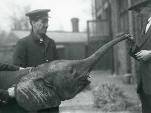 Joven elefante pigmeo africano hembra Oojah levantando su trompa para recibir un premio en el Zoológico de Londres, junio de 1925 de Frederick William Bond