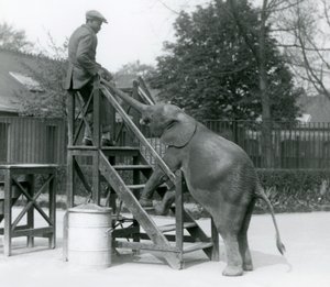 Joven elefante pigmeo africano Oojah con sus patas delanteras en los escalones de embarque, alcanzando a su entrenador, que está en el escalón superior, con su trompa, Zoológico de Londres, junio de 1925 de Frederick William Bond
