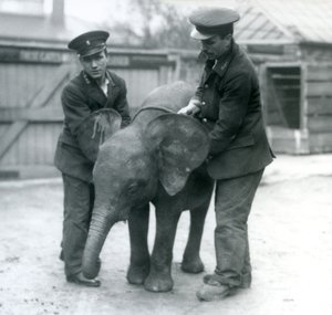 Joven elefante pigmeo africano hembra Oojah con dos cuidadores en el Zoológico de Londres en abril de 1925 de Frederick William Bond