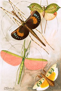 Ortópteros de Frederick William Frohawk
