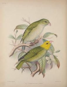 Psittirostra Psittacea, de 