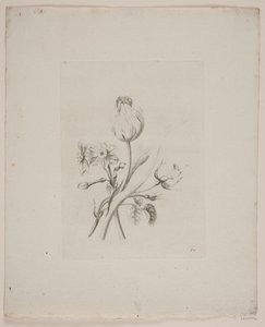Motivo floral de Frederik Schepelern