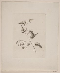 Motivo floral de Frederik Schepelern