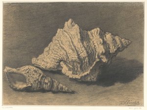 Dos conchas