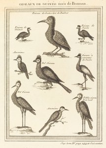 Aves de Guinea tomadas de Bosman