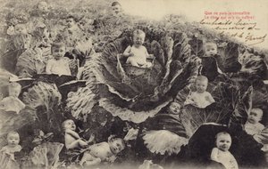 Bebés en el campo de coles