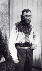 El apicultor Angel Peuchaud cubierto de abejas en Angouleme, Charentes, Francia de French Photographer