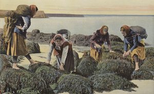 Boulogne-sur-Mer, Tipos de mariscadores de French Photographer