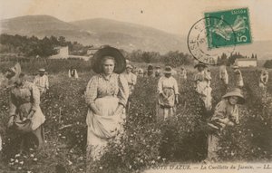 Costa Azul, recogiendo jazmín. Postal enviada en 1913. de French Photographer