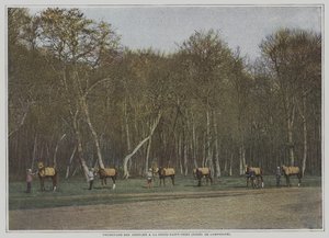 Ejercicio de caballos de carrera en La Croix-Saint-Ouen en el Bosque de Compiegne, Francia de French Photographer