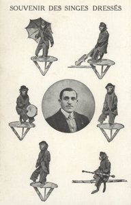 Monos con disfraz de French Photographer