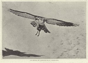 Uno de los pájaros de M Barrachin