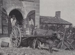 Transporte de uvas cosechadas en carro de bueyes de French Photographer