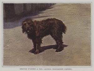 Grifón de muestra de pelo lanoso de French Photographer