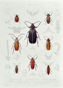 Una colección de coleópteros encontrados en Chile, ilustración de 