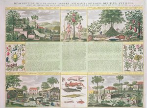 Descripción de plantas, árboles, animales y peces encontrados en las Antillas, ilustración de Histoire Generale des Antilles Habitees par les Francois Vol. 2 por Jean Baptiste Du Tertre (1610-1687)