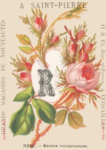 A: Rosa - Éxtasis voluptuoso