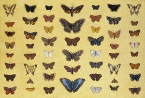 Un collage de mariposas y polillas incluyendo la Camberwell Beauty, la Swallowtail británica, la Swallowtail escasa, el Pavo Real y la Small Tortoiseshell, c.1830 de French School