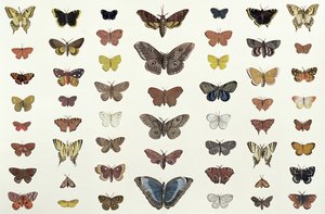 Un collage de mariposas y polillas incluyendo la Belleza de Camberwell, la Cola de Golondrina Británica, la Cola de Golondrina Escasa, el Pavo Real y la Pequeña Tortuga, c.1830