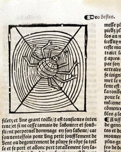 Una araña en su telaraña en “Le Jardin de santé traducido del latín al francés recién impreso en París” de French School
