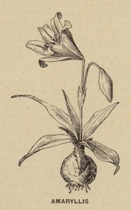 Amarilis (grabado) de French School