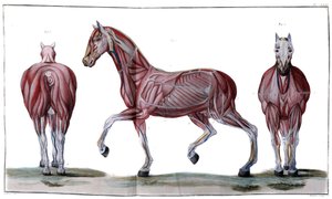 Anatomía del caballo: piel, cara y perfil - "Curso de hippiatría, tratado completo de medicina equina" por P. E Lafosse