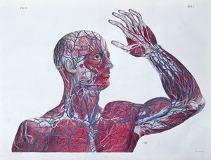 Anatomía de la cabeza y el brazo humanos, de un libro de anatomía por Francesco Antommarchi (1789-1838) grabado por Mascagni, c.1820