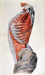 Anatomía del torso, dibujada por un estudiante
