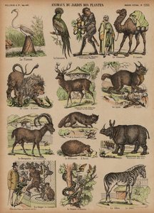 Animales del Jardín de Plantas, París, Francia de French School