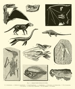 Animales fósiles de la cuenca del Sena de French School