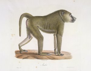 Anubis. Un babuino, de Historia natural de los mamíferos (litografia en color)