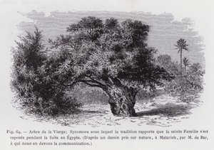 Árbol de la Virgen; Sicomoro bajo el cual la tradición dice que la Sagrada Familia descansó durante la huida a Egipto, Según un dibujo tomado del natural, en Matarieh, por M de Bar, a quien debemos la comunicación de French School