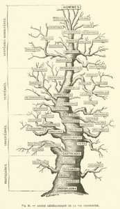 Árbol genealógico de la vida terrestre