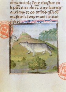 Tejones, del Livre de la Chasse de Gaston Phebus de Foix (1331-91)