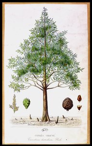 Árbol de ciprés calvo de French School