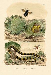 Krait Banded, 1833-39 de French School