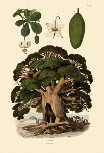 Árbol Baobab, 1833-39
