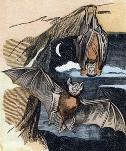 Murciélago. Grabado en "Buffon Alphabet des Oiseaux n 1". 3ª Serie N 1. Imágenes de Epinal, Epinal, finales del siglo XIX. 16 páginas. de French School