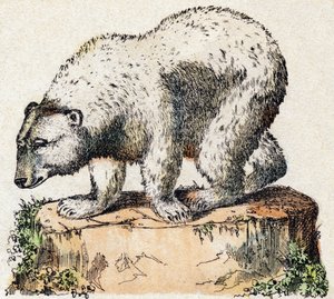 Oso. Grabado en "Alfabeto de los animales salvajes". 9ª Serie. Imágenes de Epinal, Pellerin, impresor-editor, circa 1870. Grabados en madera, estarcidos. 16 páginas. Dim: 20 x 15 cm. Colección privada de French School