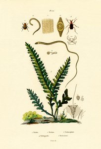 Escarabajo de la abeja de French School