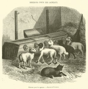 Biberones para los corderos de French School