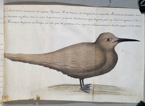 Ave llamada Foyroux (Charrán), Cabo Frío, Brasil, acuarela del libro de bitácora de Jacques Gouin de Beauchesne, capitán de la Compagnie royale de la Mer du Sud, de 1698 a 1701, Francia de French School