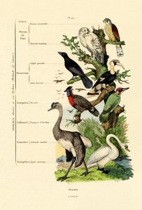 Pájaros