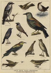 Aves que necesitan protección por su beneficio a la agricultura