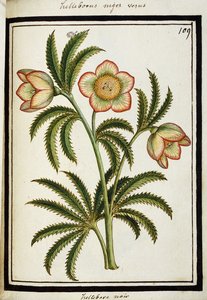 Hellebore Negro, c.1700 de French School