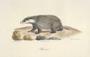 Tejón, tejón, de la historia natural de los mamíferos (litografia en color) de French School